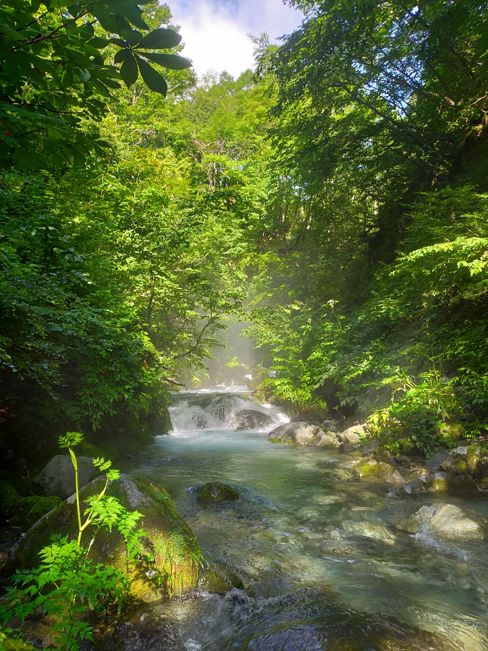 イワナ