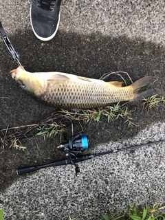 コイの釣果