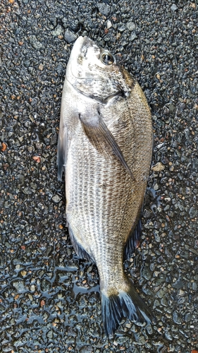 クロダイの釣果