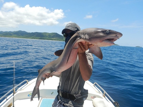 サメの釣果