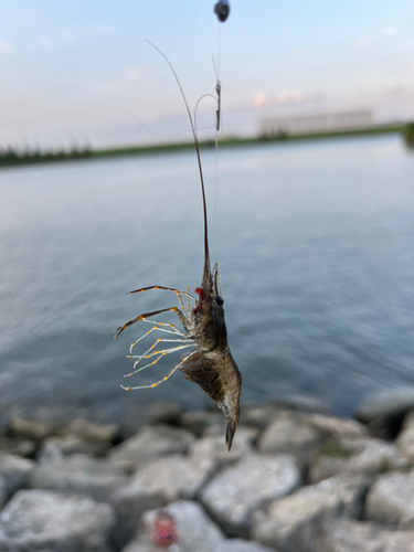 テナガエビの釣果