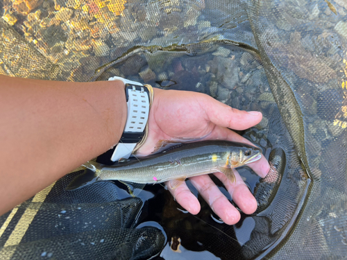 アユの釣果