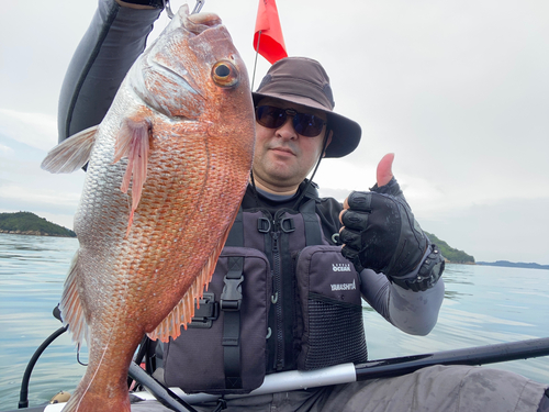 マダイの釣果