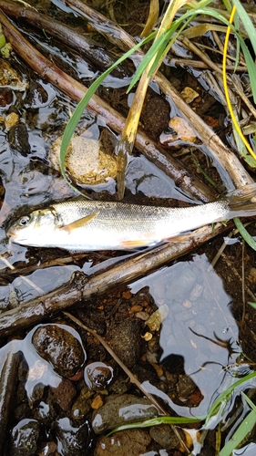 ウグイの釣果