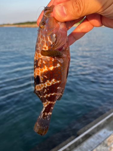 キジハタの釣果