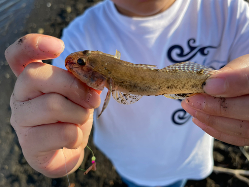 ハゼの釣果