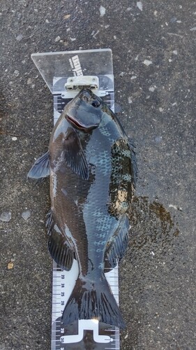 グレの釣果