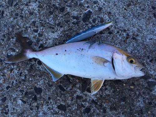 ショゴの釣果