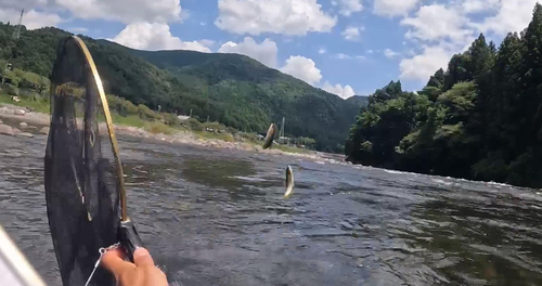 アユの釣果