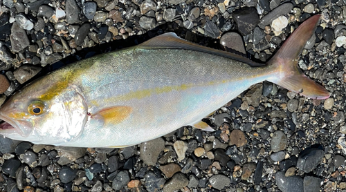 ショゴの釣果