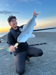 アオチビキの釣果