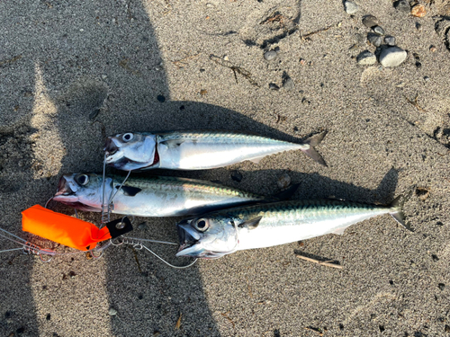 サバの釣果