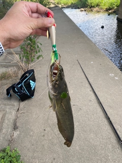 ナマズの釣果