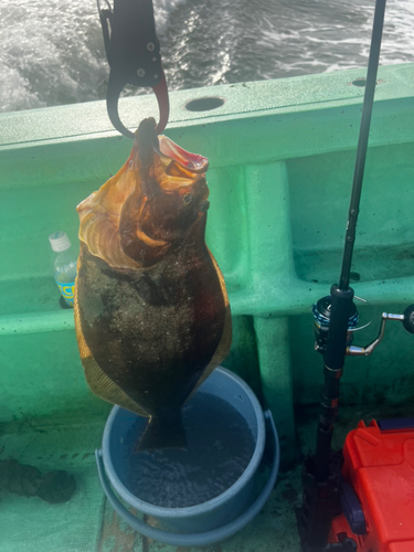 ヒラメの釣果