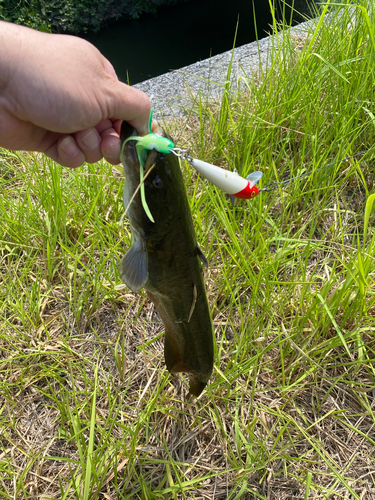 ナマズの釣果