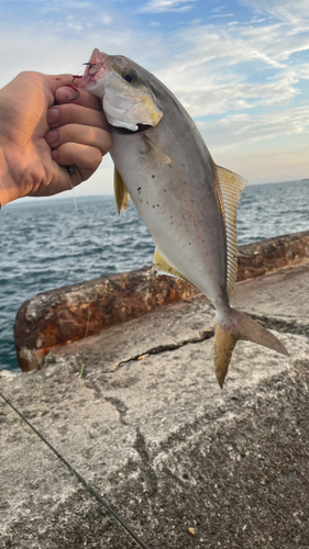 ショゴの釣果