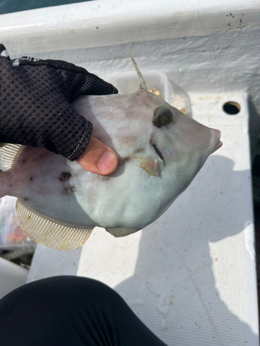 カワハギの釣果