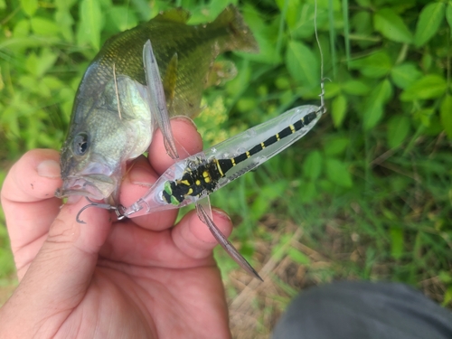 ブラックバスの釣果