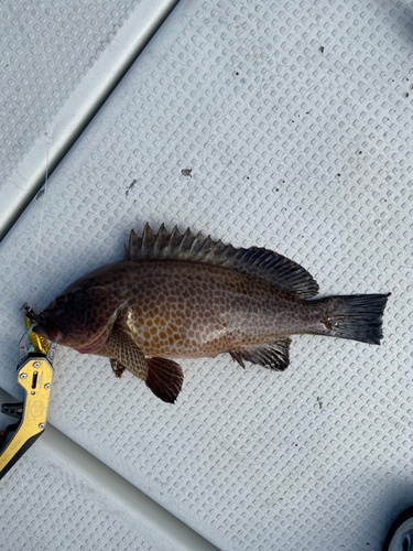 オオモンハタの釣果