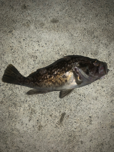 クロソイの釣果