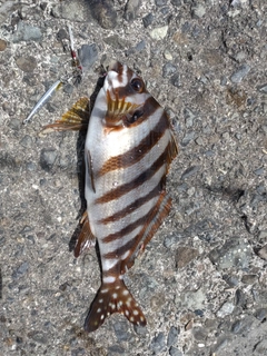 タカノハダイの釣果