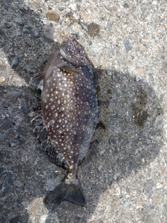 アイゴの釣果