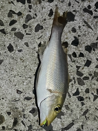 釣果