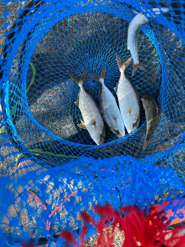 シオの釣果