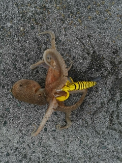 タコの釣果