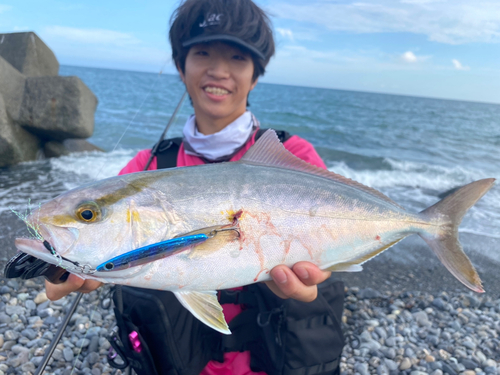 ショゴの釣果