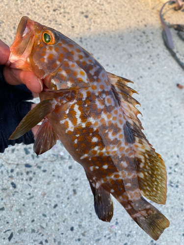 アコウの釣果