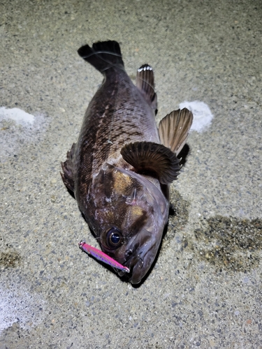 クロソイの釣果