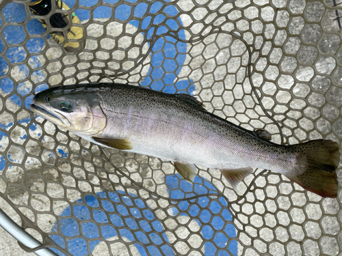 サクラマスの釣果