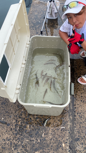 コノシロの釣果