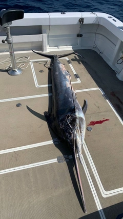 カジキの釣果