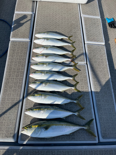 メジロの釣果