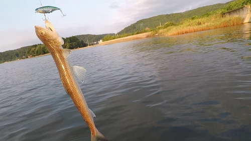 エソの釣果