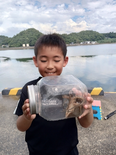 マダコの釣果