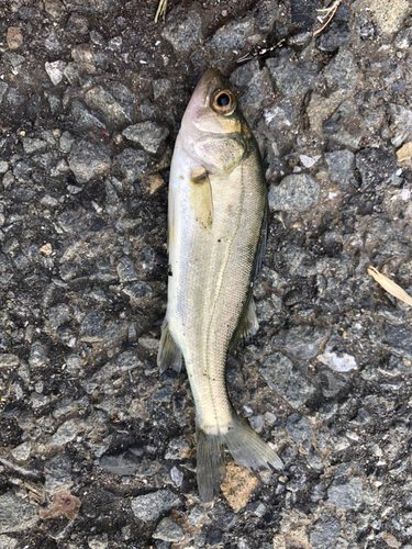 ハゼの釣果