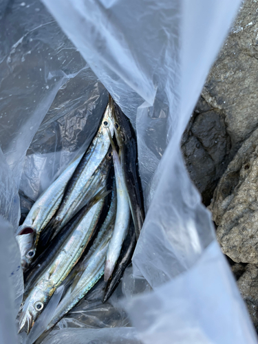 カマスの釣果