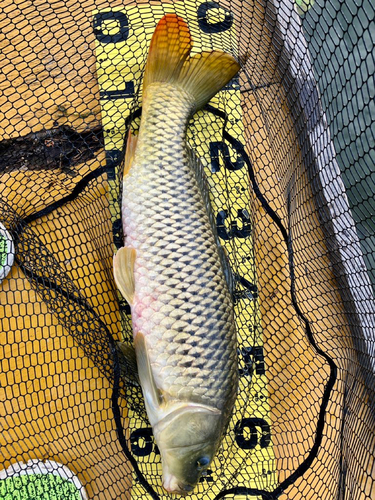 コイの釣果