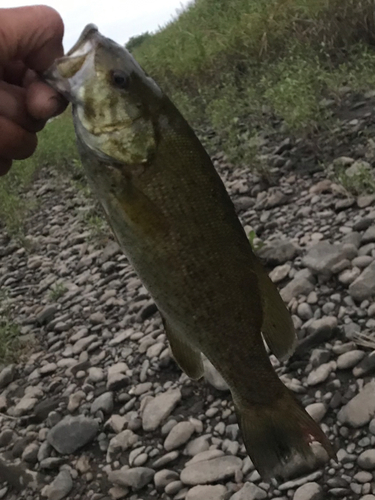 スモールマウスバスの釣果