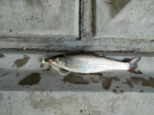 ウグイの釣果