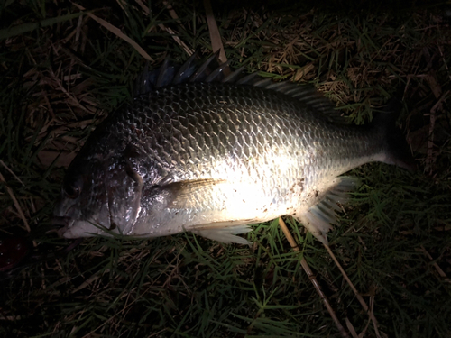 キビレの釣果