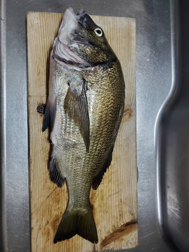 チヌの釣果