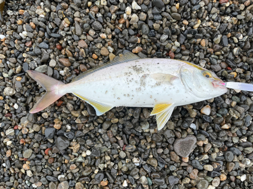 ショゴの釣果