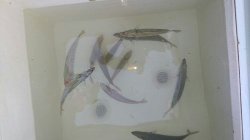 サバの釣果