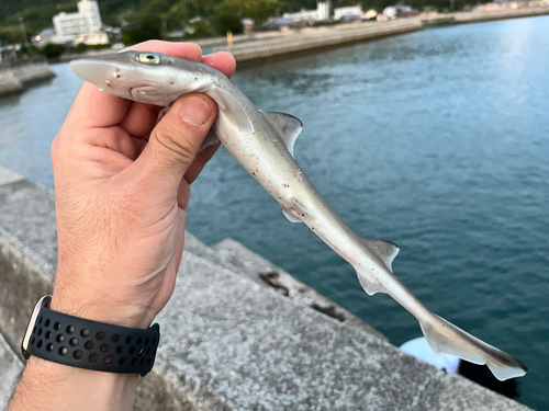 サメの釣果