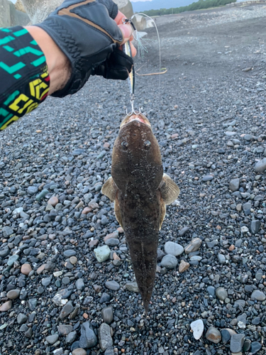 コチの釣果