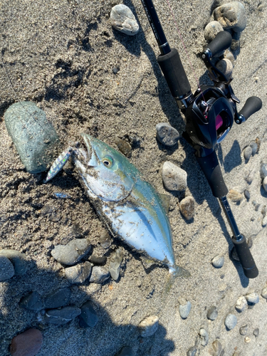 ワカシの釣果